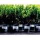 ETIQUETA ADHESIVA AVERY POLIESTER BLANCO PARA IMPRESORA LASER 99,1X42,3 MM CAJA DE 240 UNIDADES